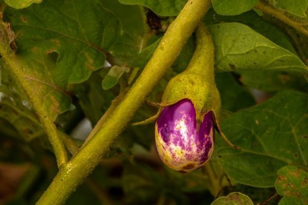 Baby Aubergine