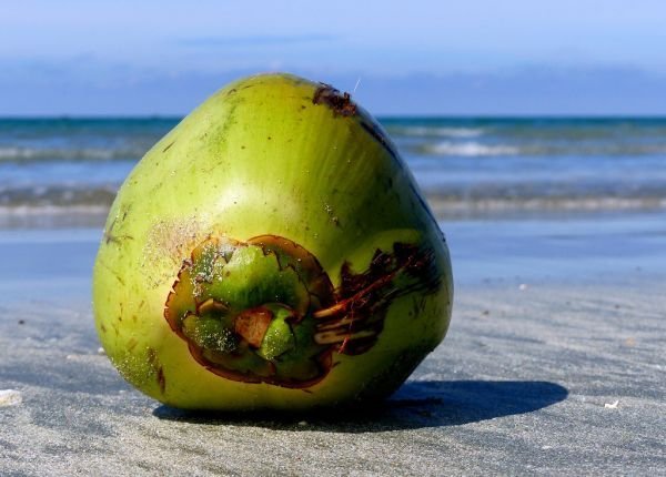 Tender Coconut