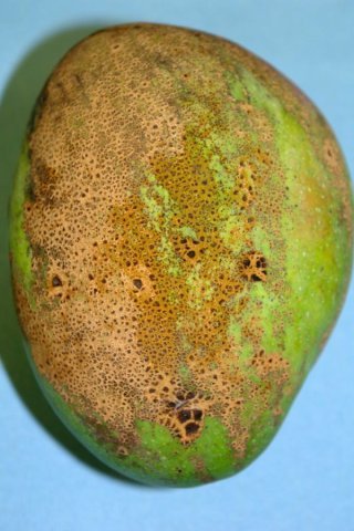 Alphonso Mango