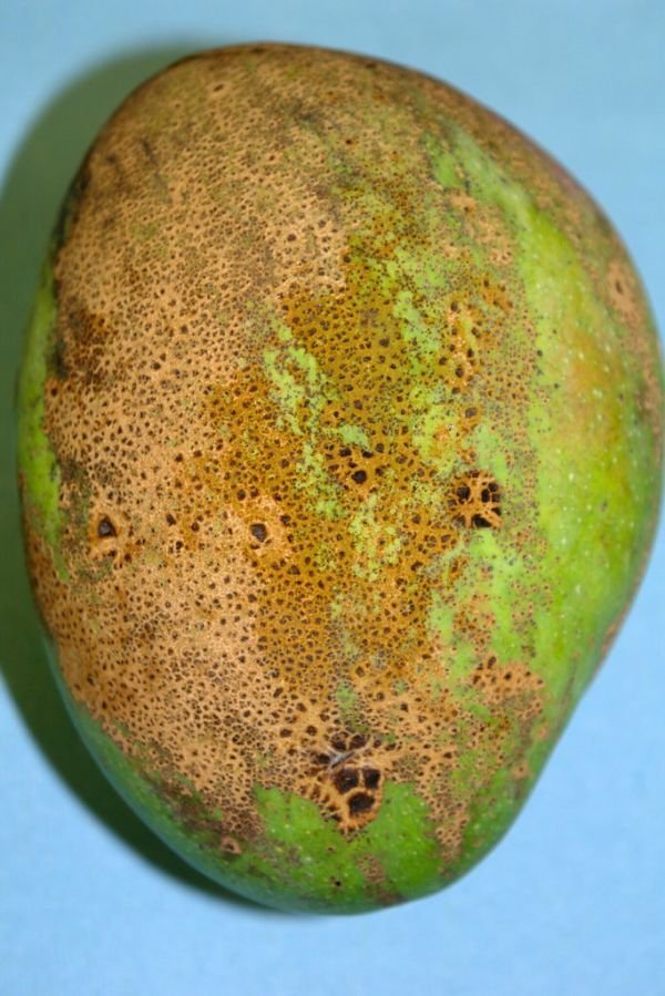 Alphonso Mango
