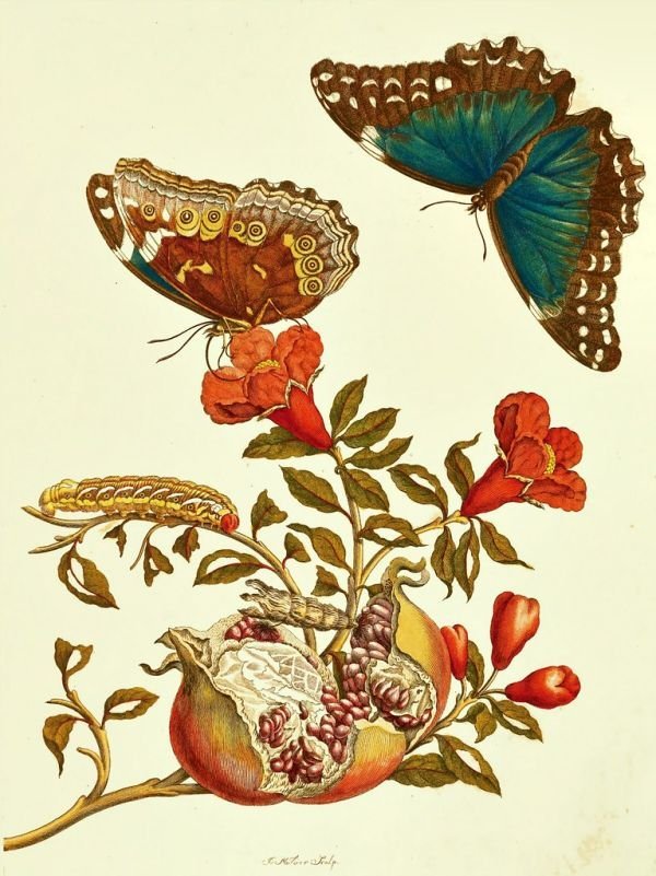 Pomegranate Arils