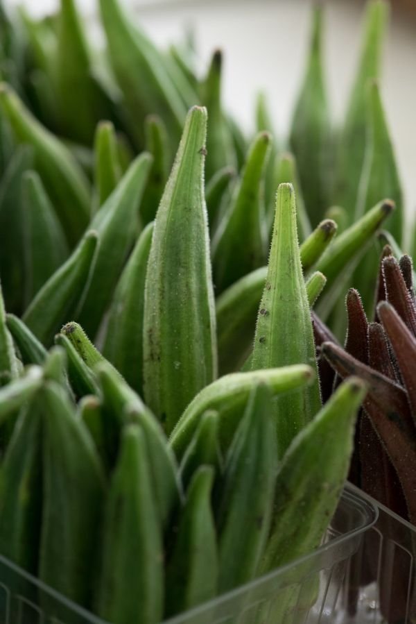 Okra