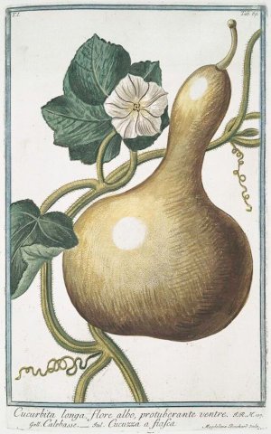 Assorted Gourds