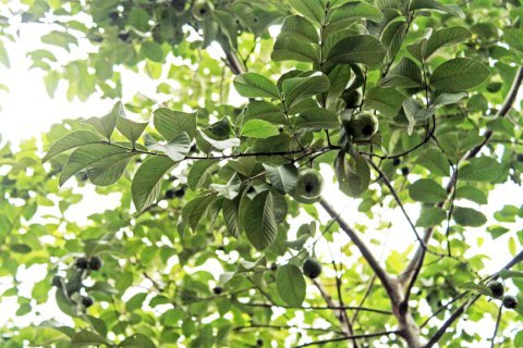 Guava