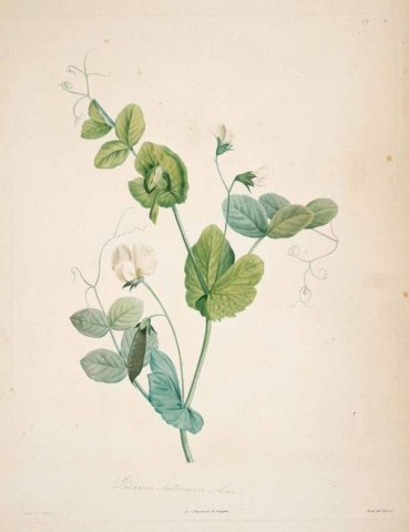 Green Peas