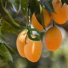 Fruits