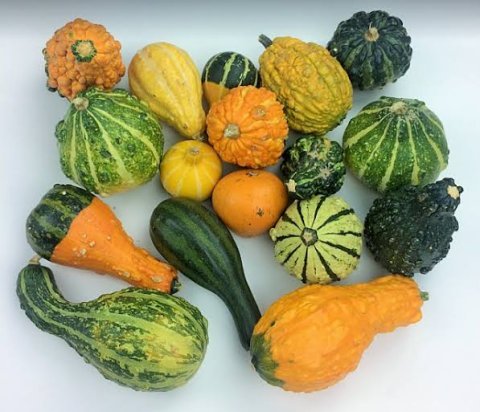 Assorted Gourds