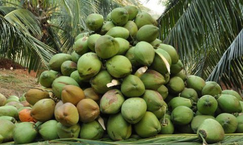 Tender Coconut